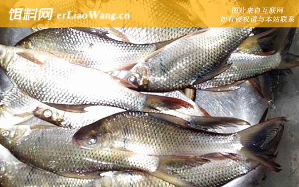 钓鲮鱼实用技巧大全-饵料配制