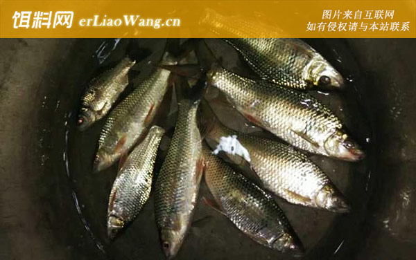 鲮鱼:作钓工具