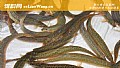 《钓泥鳅的最佳时间》封面图