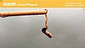 《钓黄鳝实用技巧大全》封面图