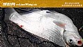 《钓鳊鱼实用技巧大全》封面图