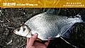 鳊鱼是钓底还是钓浮？
