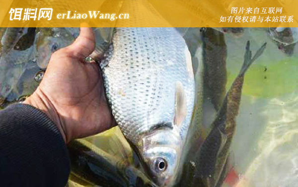 鳊鱼:常用钓法