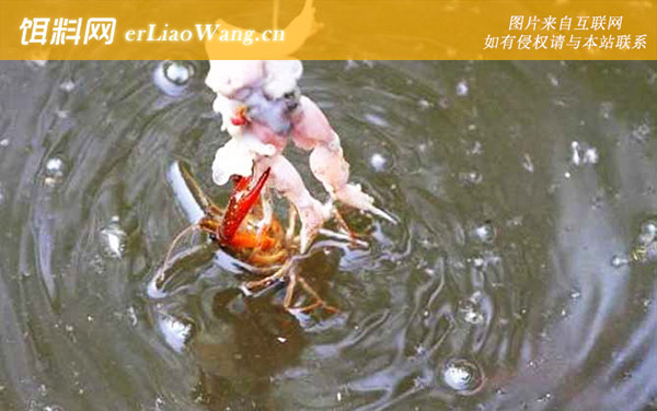 钓龙虾实用技巧大全-作钓工具