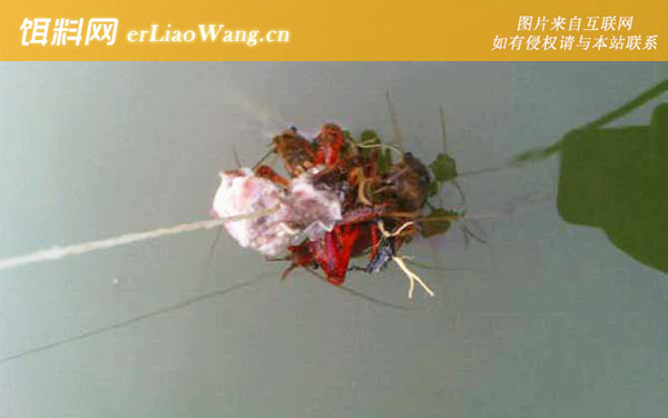 龙虾:作钓技巧