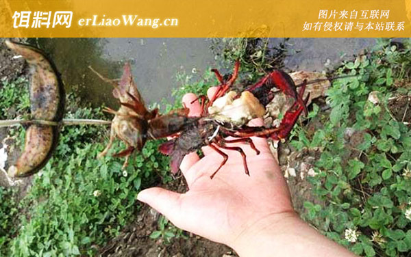 钓龙虾:作钓技巧