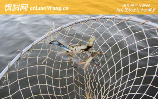 螃蟹:常用钓法