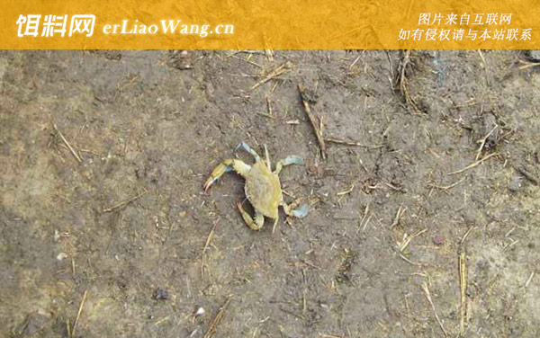 螃蟹:灯照法