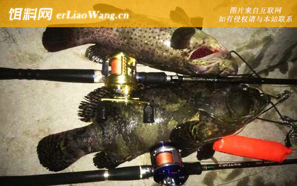 路亚石斑鱼:钓组搭配
