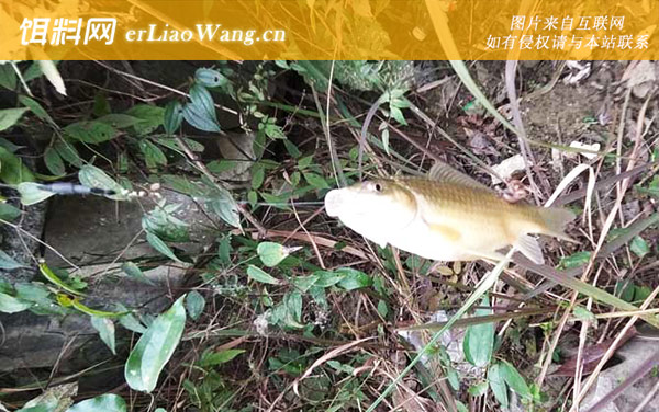 春季钓鱼:因水制宜