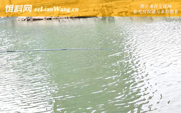 钓鲫鱼:饵料选择