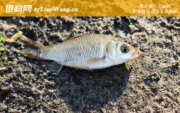 钓鲫鱼:灵活施钓