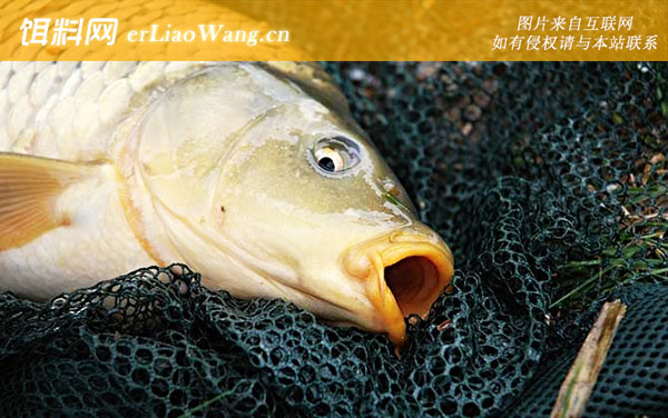 钓鲤鱼:钓组搭配