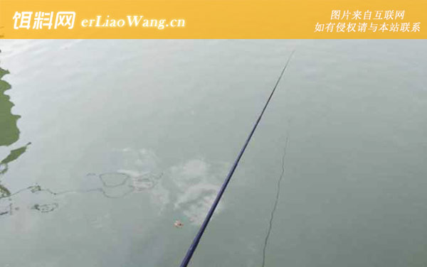 钓鲫鱼:饵料选择