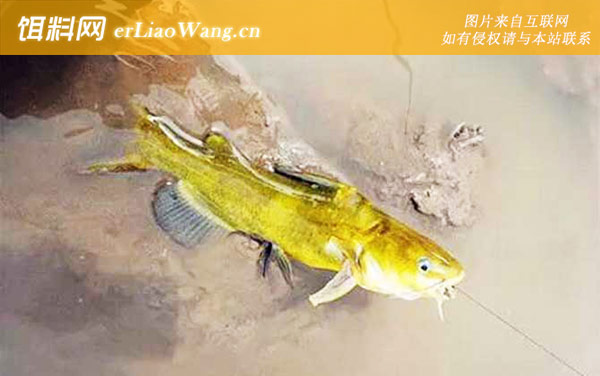 黄颡鱼:钓饵选择