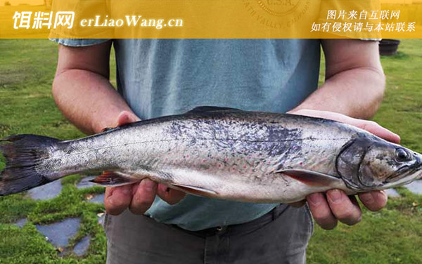 夏天钓鱼:作钓技巧