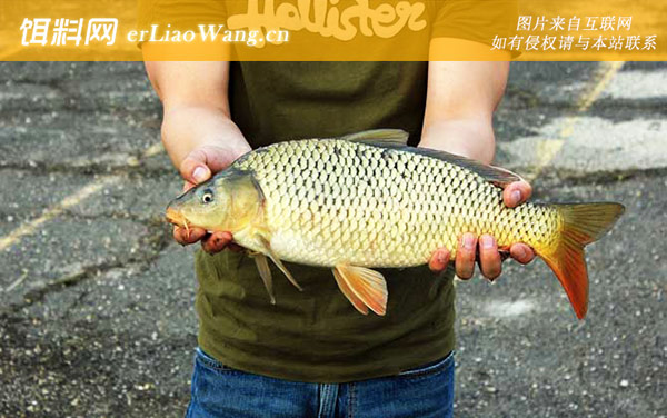 钓鲤鱼:钓组搭配