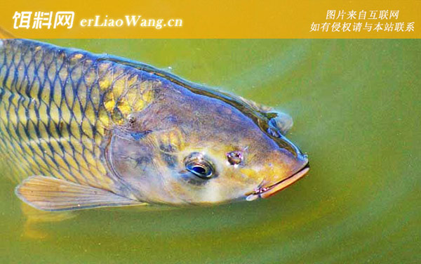 钓鲤鱼:饵料配制