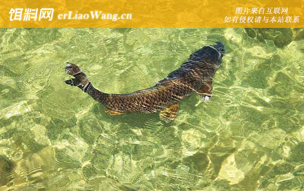 钓鲤鱼:作钓技巧