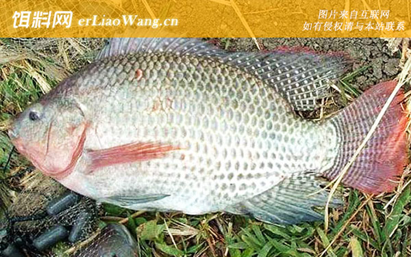 罗非鱼:作钓技巧