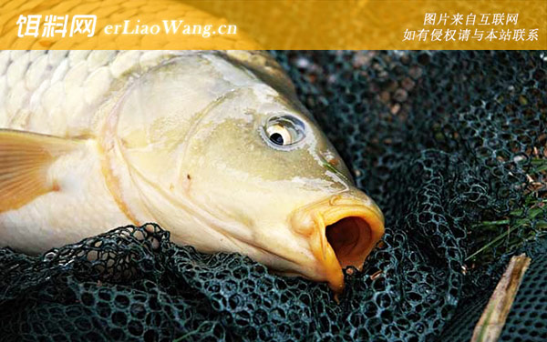 台钓怎样钓鲤鱼-钓组搭配