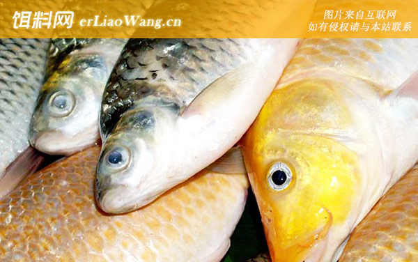 台钓鲫鱼实用技巧大全-饵料配制