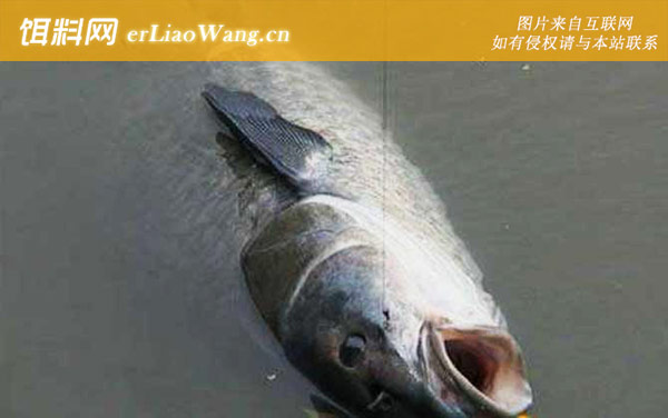 钓青鱼:饵料配制