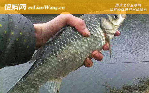 夏天钓鲫鱼:障碍物