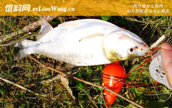 春季钓鲢鱼技巧大全-饵料配制