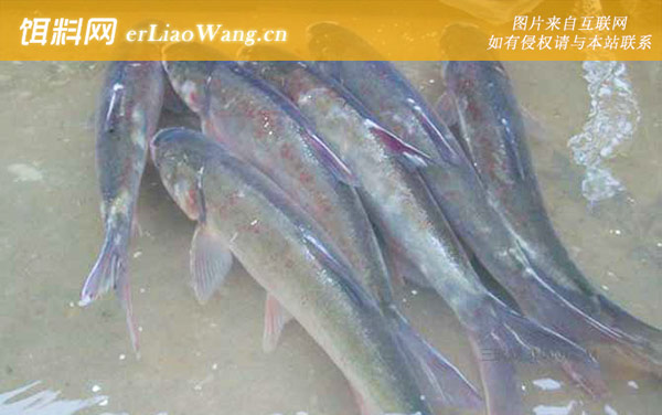 春季钓鲢鱼技巧大全-钓组搭配