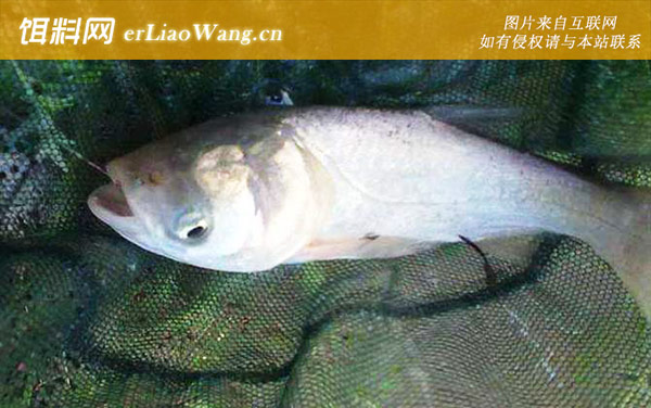 夏季钓鳙鱼技巧大全-出钓时间