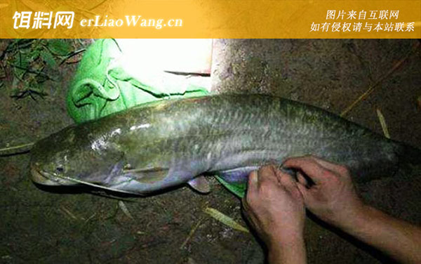 鲶鱼:钓具搭配
