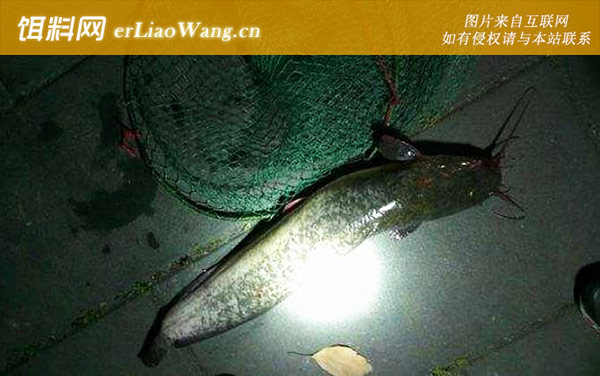 鲶鱼:饵料配制
