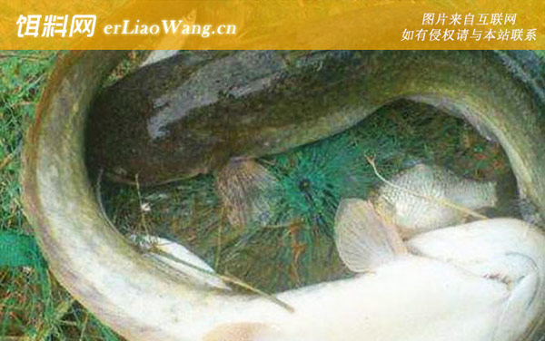 鲶鱼:看漂提竿