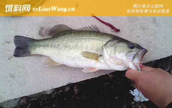 路亚鲈鱼:找准标点