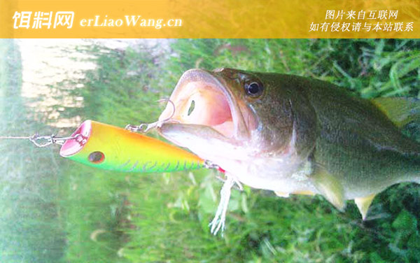 路亚鲈鱼:操饵手法