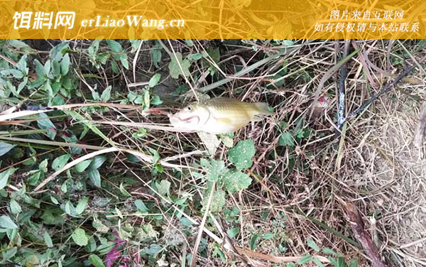 钓鲫鱼:饵料配制