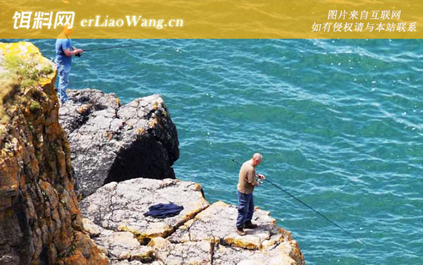 石斑鱼:饵料选用