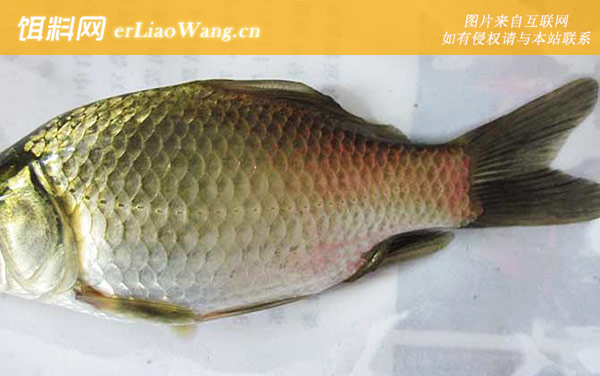 鲫鱼:饵料配方