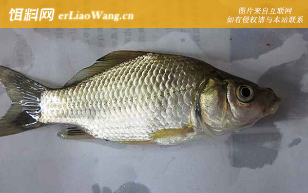 鲫鱼:调漂方法