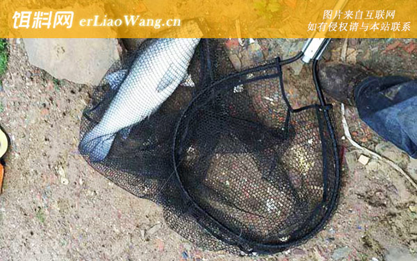 水库钓鱼:饵料配方