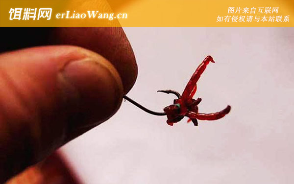 红虫钓鱼真的危险吗-最佳时间