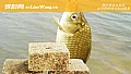 自制钓鱼窝料配方大全