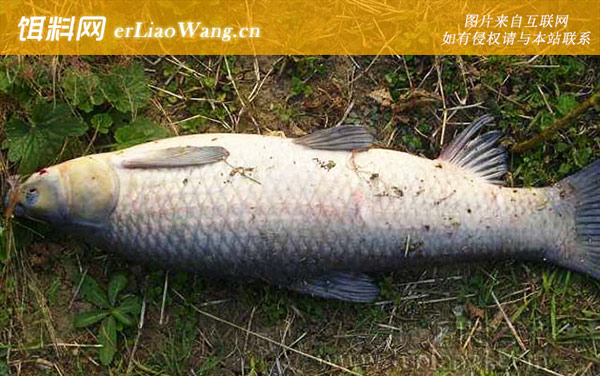 草鱼药酒:青鱼药酒