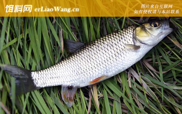 鲢鳙药酒:草鱼药酒