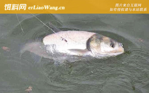 混养药酒:鲢鳙药酒