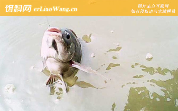 冬季钓鱼:小药配方