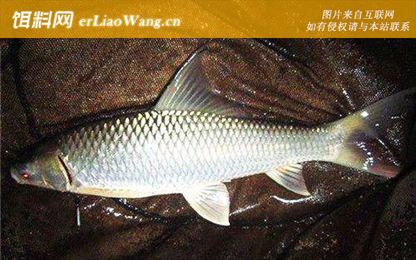 春季钓鱼:鲤鱼饵料