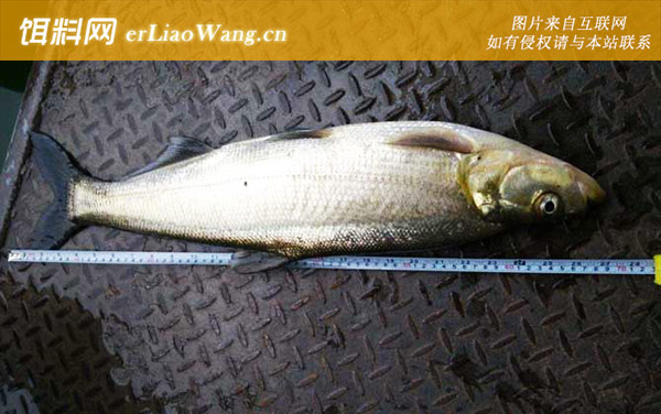 翘嘴红鲌:作钓技巧