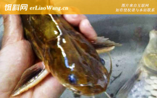 黄颡鱼:实用技巧